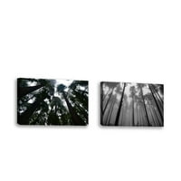 Set od - Redwoods II - Savremena likovna umjetnost Giclee na platnu Galerija - zidni dekor - umjetnička