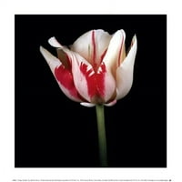 Tulipa sorbet od Derek Harris Fine Art Poster Print Derek Harris