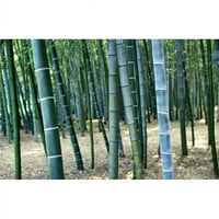Posteranzi DPI bambusova šuma, izbliza plakata Print, 12