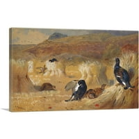 Blackcock u polje Platno Art Print by Archibald Thorburn - Veličina: 18 12