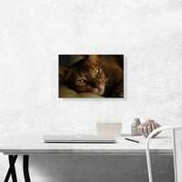 Abysinian Cat Portret platno Art Print - Veličina: 18 12