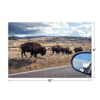 Američki Bison Roadside Yellowstone Nacionalni park Fotografija Debeli papir Znak Ispis Slika 12x8