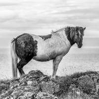 Crno-bijela slika višebojnog konja koja stoji na obali koja gleda u kameru; Hunjaping Vestra, sjeverozapadna