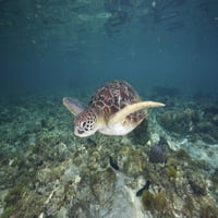 Zelena morska kornjača pliva u plićaju u plićaku Ostrva APO, Filipini. Poster Print VwPics Stocktrek