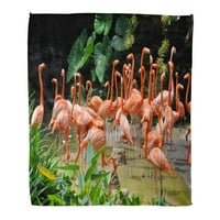 Bacanje pokrivača toplo ugodno print flanel ružičasti karipski flamingi divlji zoološki vrt u udobnom