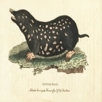 Spotted Mole, Talpa Europaea Poster Print ® Florilegije Mary Evans