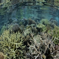 Prekrasan koraljna grebena uspijeva među tropskim otocima Raja Ampat, Indonezija. Print postera Ethan