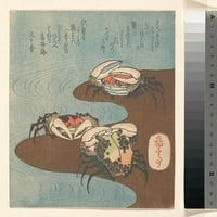 Rakovi u blizini vode ivica postera Ispis Yashima Gakutei