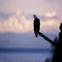 Bald Eagle Smješten na drveću Poruka vokalizacije @ Sunrise W Chilkat MTNS Pozadina Jugoistočna Aljaska