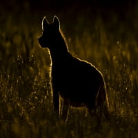 Rimlit je opao hienu koja stoji u dugi travi, serengeti; Tanzanija Nick Dale Design Pics