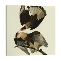 Artverse John James Audubon Brazilian Caracara Eagle Galerija-zamotana platno-bijelo & smeđe 12