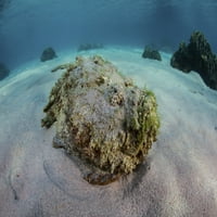 Predat Stonefish nalazi se kamufliran u pješčanom morskom posteru Print Ethan Daniels Stocktrek Images