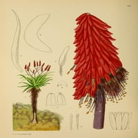 Cvjetne biljke Afrike Aloe Excelsa Poster Print K.A. Lansdell