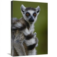 Globalna galerija GCS-453237-1624- In. Prstena repa Lemur Portret, Berenty Reserve, Madagaskar Art Print