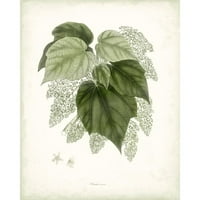 Vision Studio Crna modernog uokvirenog muzeja Art Print pod nazivom - Sage Botanical III