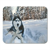 Husky pas leži u snegu crno-bijelo sibirske plave oči na hodanju zimsku mousepad mouse jastučić miša