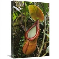Global Galerija in. Pitcher biljni bacač, Gunung Trus Madi, Sabah, Borneo, Malezija Art Print - Chien