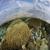 Prekrasan koraljni greben raste u blizini otoka u Banda Sewa, Indonezija. Poster Print Ethan Daniels
